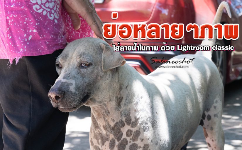 EP371 ย่อภาพหลายๆใบพร้อมกัน และใส่ลายน้ำในภาพ ด้วย โปรแกรม Lightroom Classic