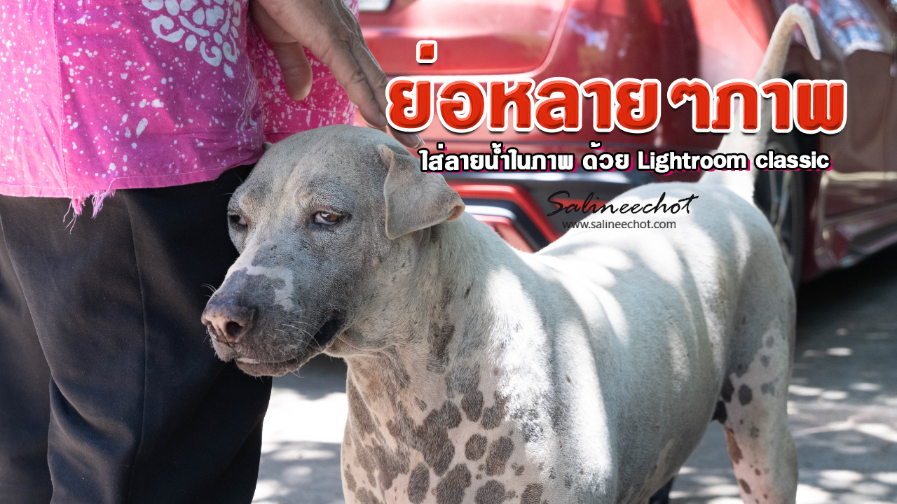 EP371 ย่อภาพหลายๆใบพร้อมกัน และใส่ลายน้ำในภาพ ด้วย โปรแกรม Lightroom Classic